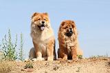 CHOW CHOW 114